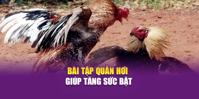 Huấn Luyện Gà Chọi – Bí Quyết Rèn Chiến Kê Cùng Hi88 Bài tập quần hơi giúp tăng sức bật