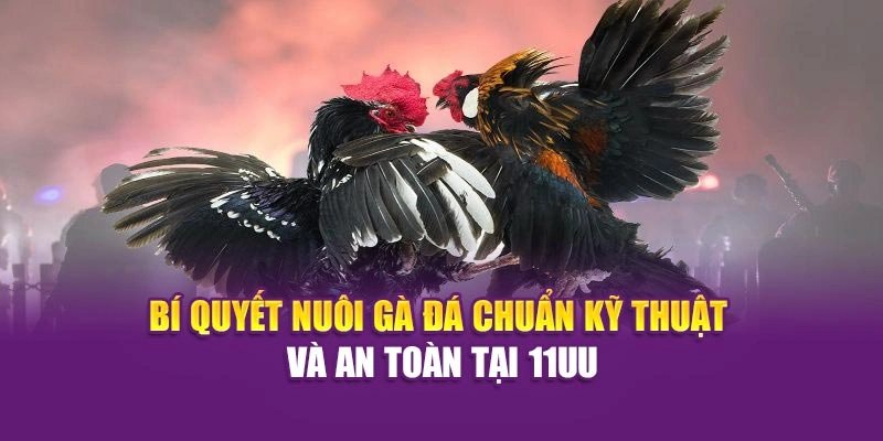 Bí Quyết Nuôi Gà Đá Chuẩn Kỹ Thuật Và An Toàn Tại Hi88
