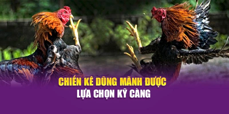 Chiến kê dũng mãnh được lựa chọn kỹ càng