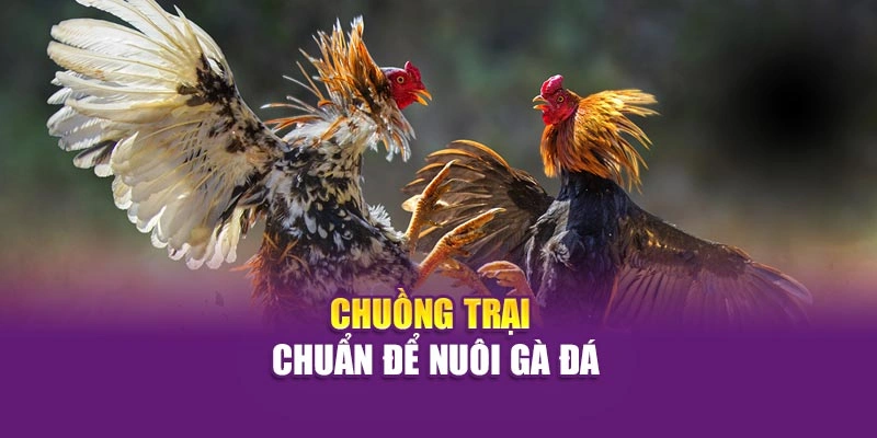 Bí Quyết Nuôi Gà Đá Chuẩn Kỹ Thuật Và An Toàn Tại Hi88 Chuồng trại chuẩn để nuôi gà đá