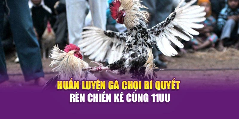 Huấn Luyện Gà Chọi – Bí Quyết Rèn Chiến Kê Cùng Hi88