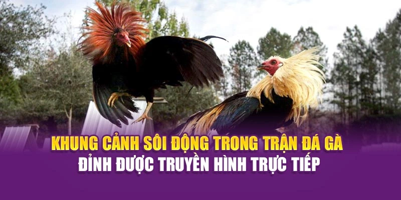 Khung cảnh sôi động trong trận đá gà đỉnh được truyền hình trực tiếp